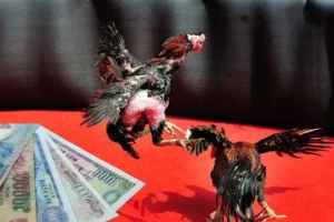 Hướng Dẫn Chơi Đá Gà Sabong GD365 Từ A Tới Z Cho Người Mới